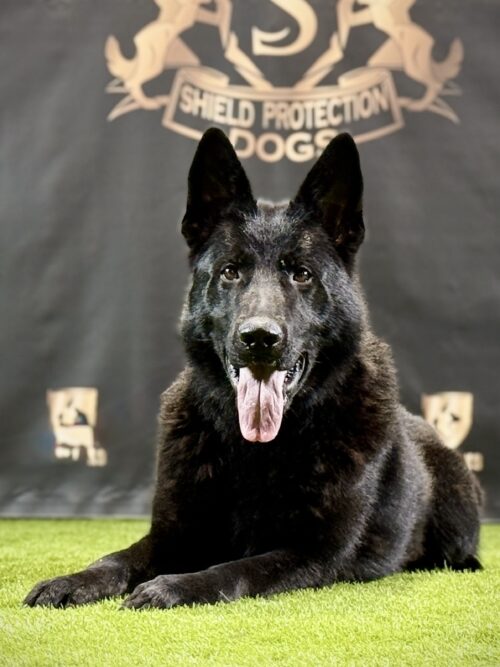 K9 Wilbur