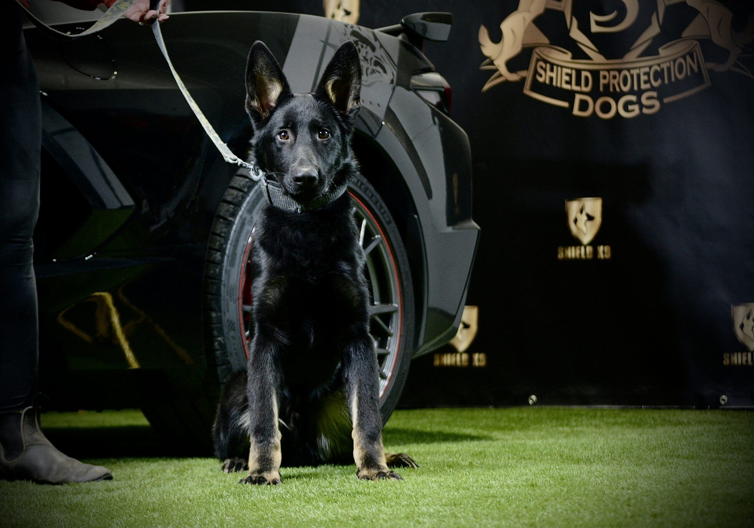 Hammer vom Shield - Image 4