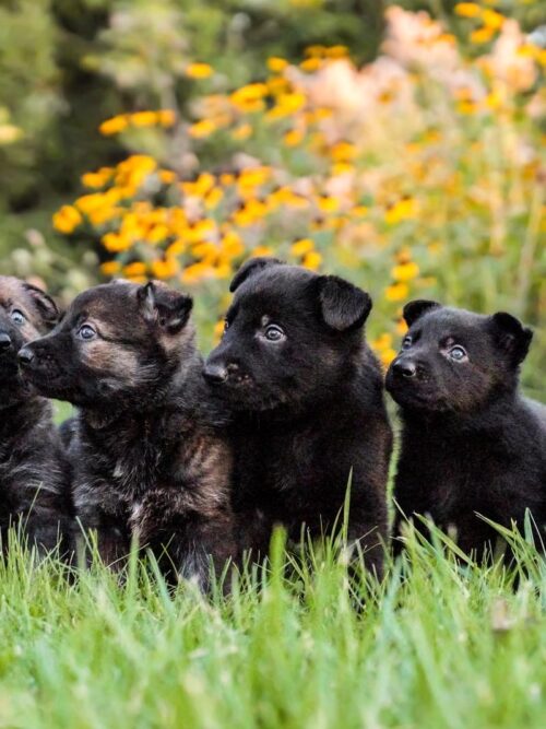 LITTER: Yaro vom Eisernen Kruez x Babe vom Haus Le