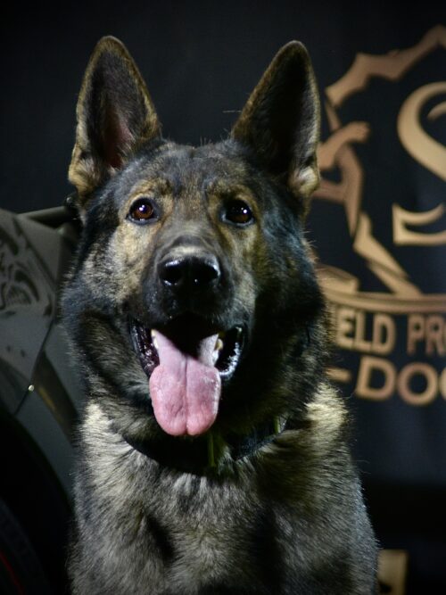 K9 Insaaf - Family Protector