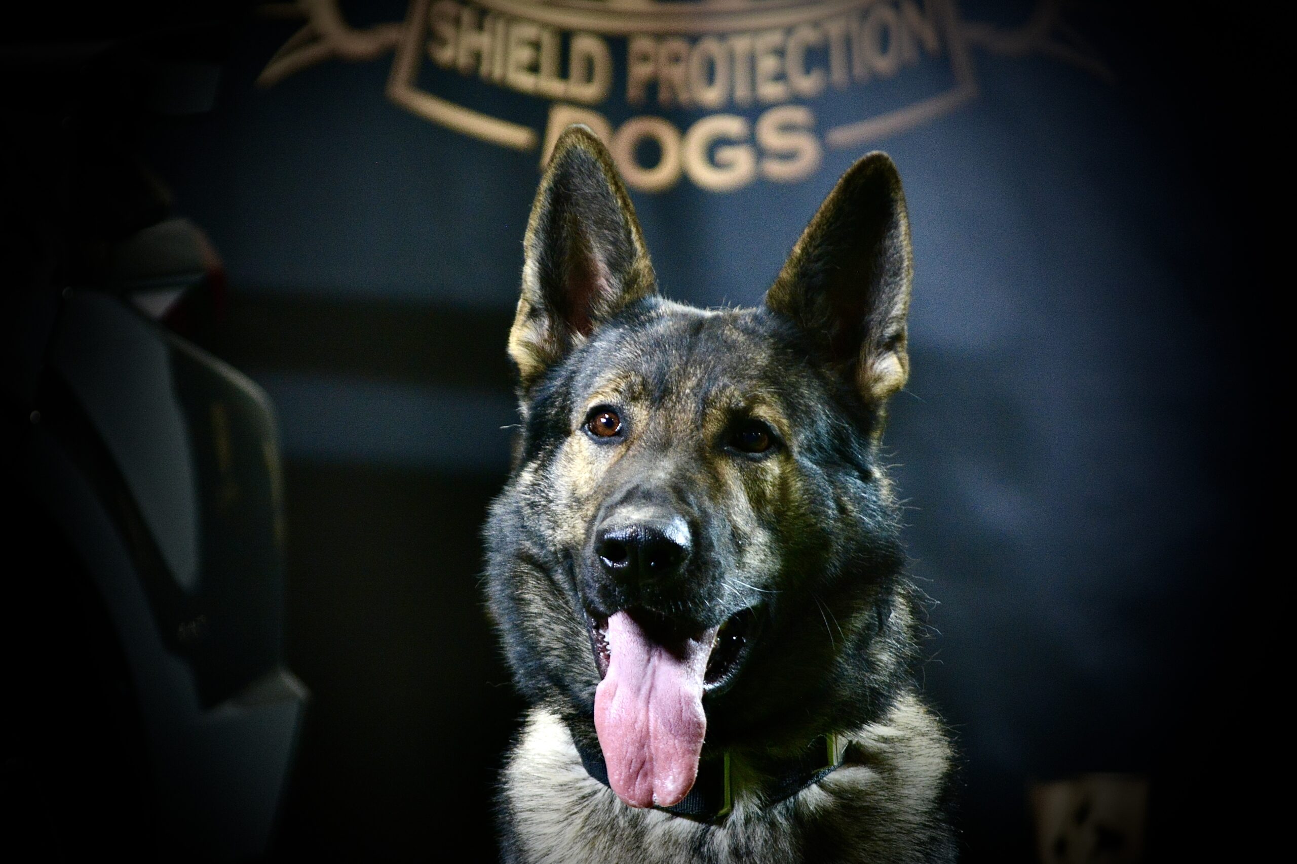 K9 Insaaf - Family Protector - Image 4