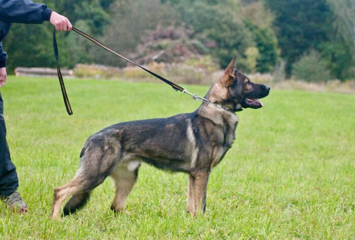 K9 Rolex - Image 2