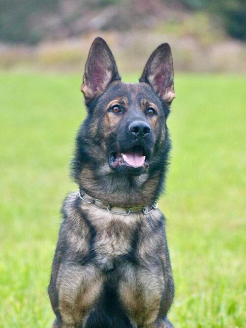 K9 Rolex