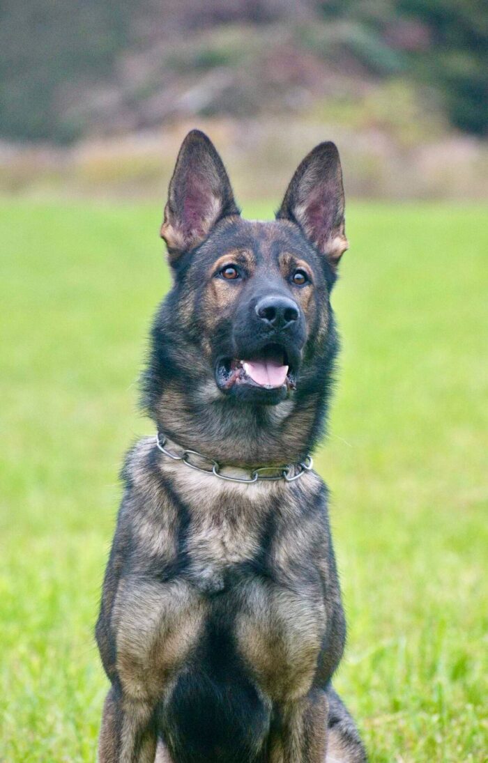 K9 Rolex
