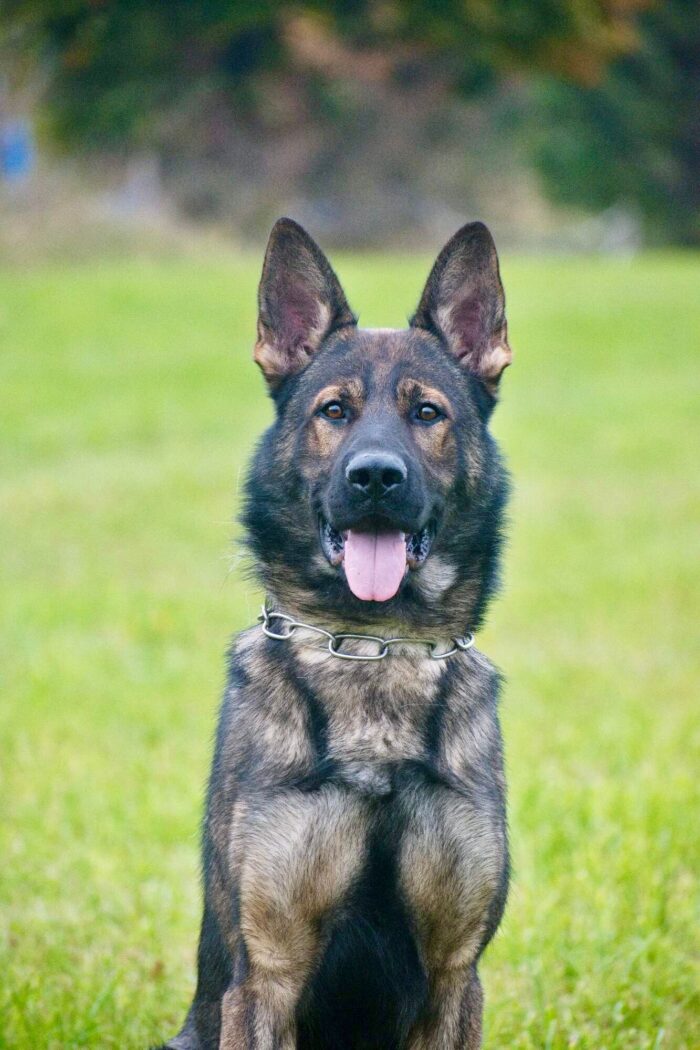 K9 Rolex - Image 3