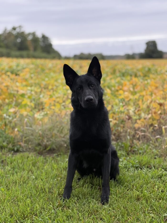 K9 Wilbur - Image 2
