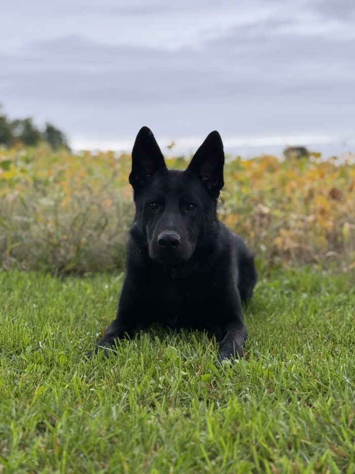 K9 Wilbur - Image 3