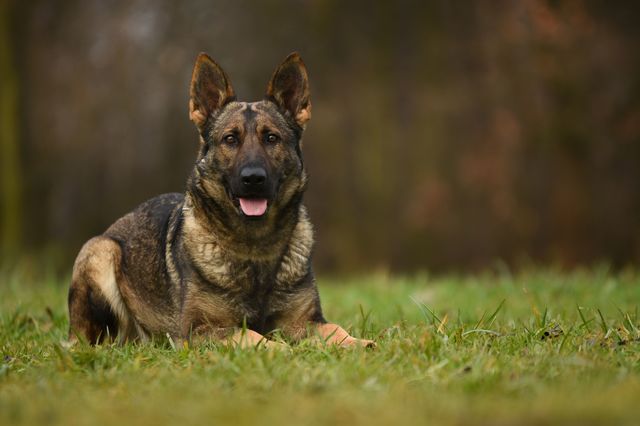 LITTER: Irck de la Hutte du Berger x Idea Fatymona - Image 3