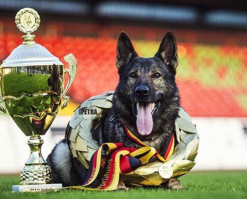 LITTER: Irck de la Hutte du Berger x Idea Fatymona