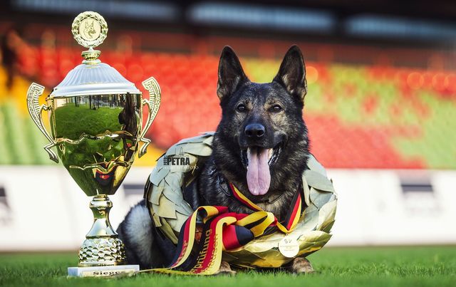 LITTER: Irck de la Hutte du Berger x Idea Fatymona