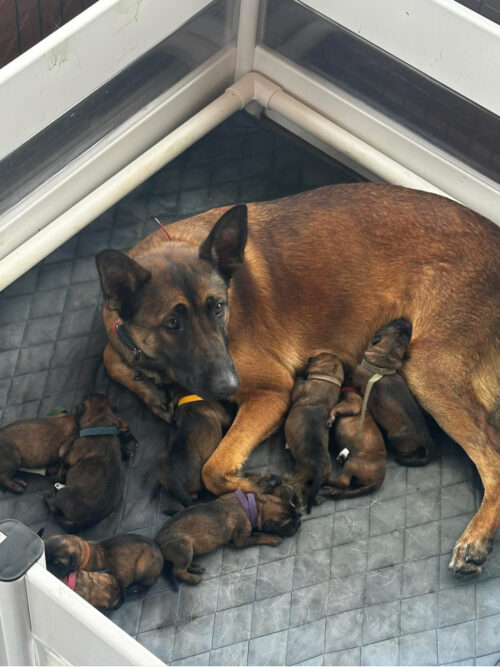 LITTER: Diablo x Juice - Full Power Herders