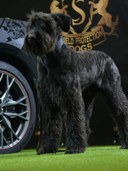 K9 Baxter