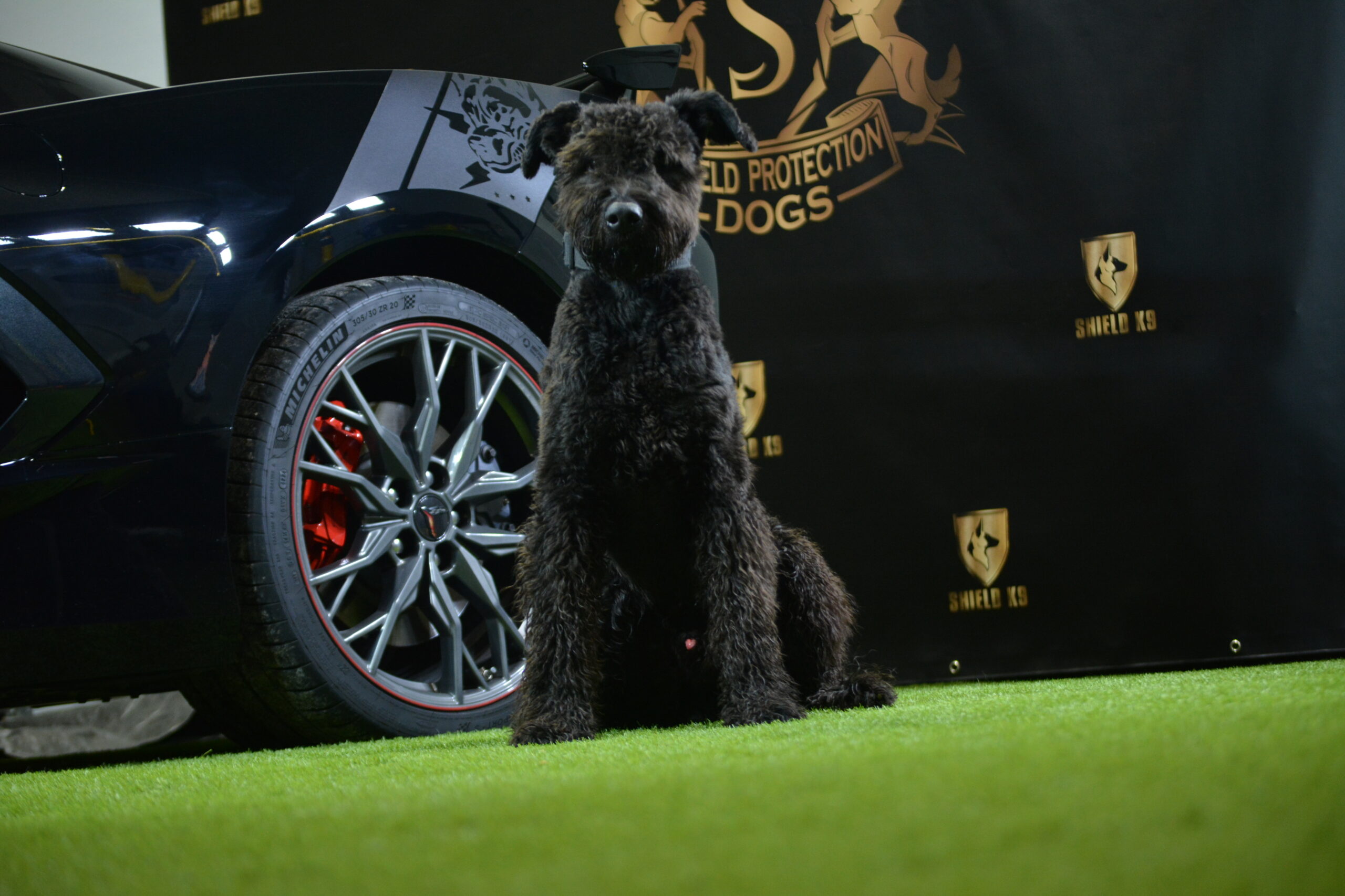 Bentley - Image 2