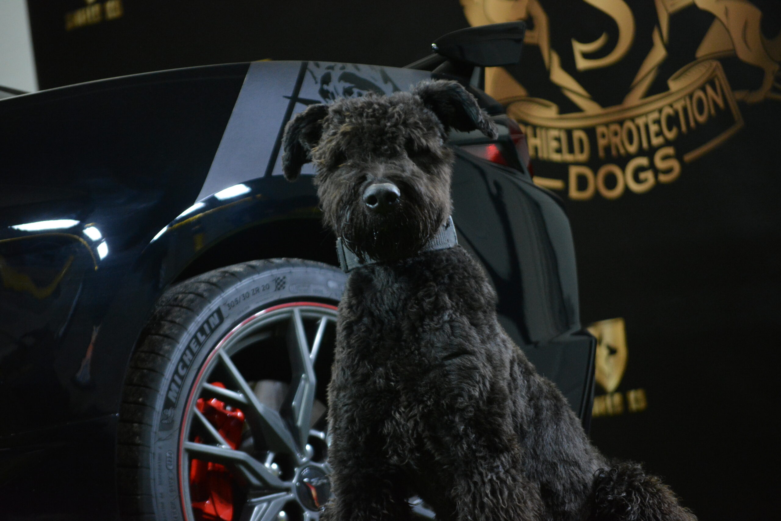 Bentley - Image 4