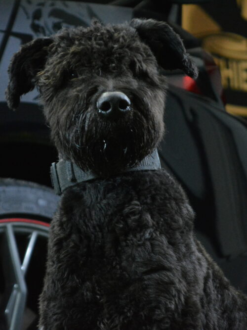 Bentley