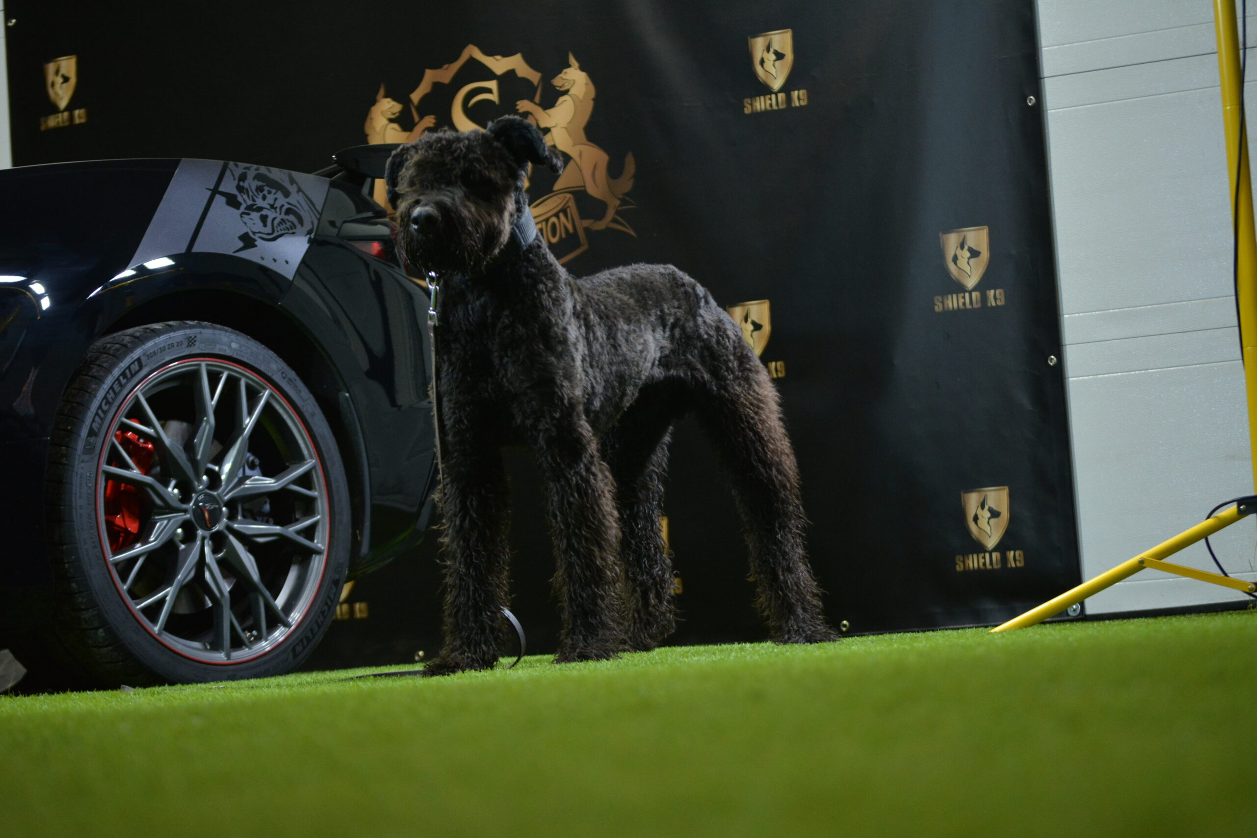 Bentley - Image 3