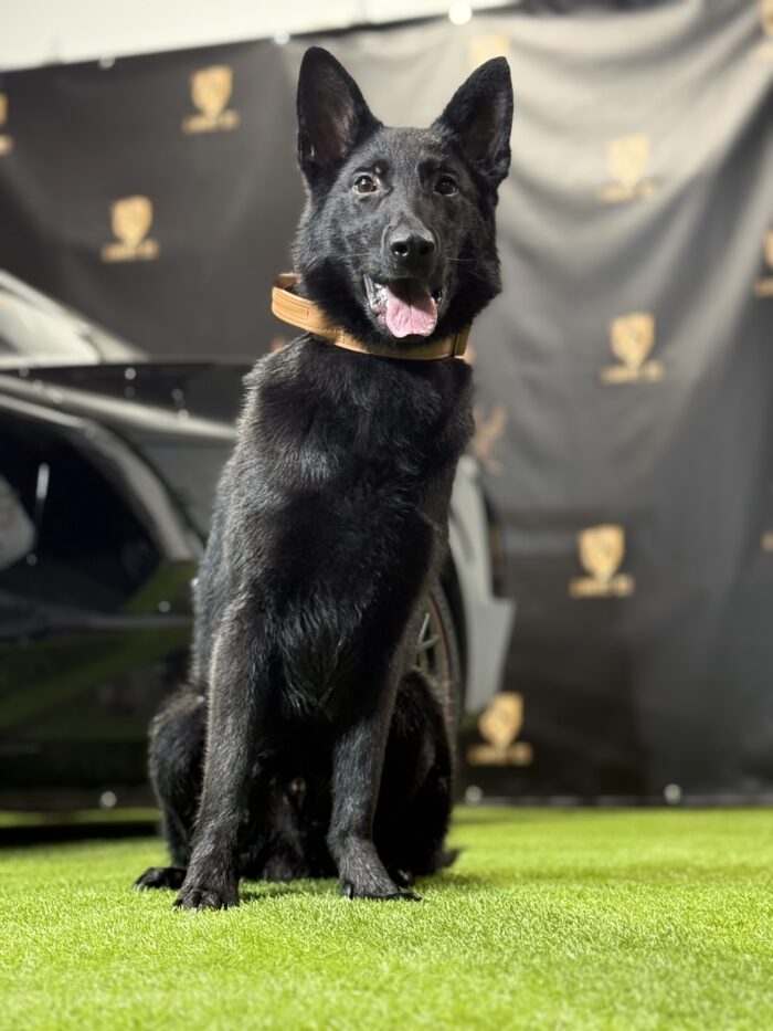 Toronto Protection Dogs Available Trained Protection Dogs | Guard Dogs For Sale | Shield K9 Dogs