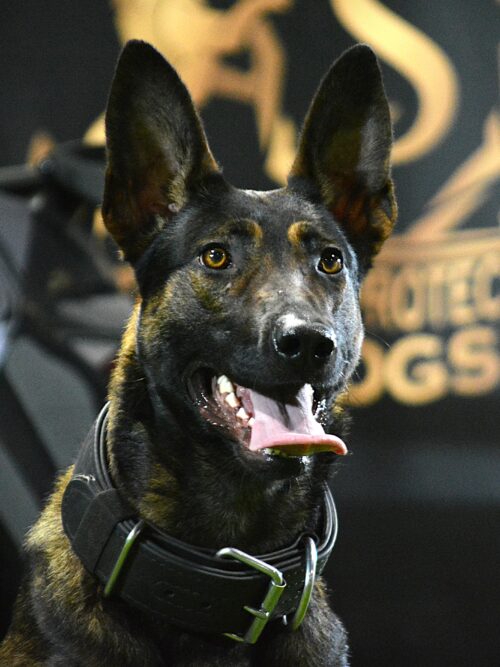 K9 Irene