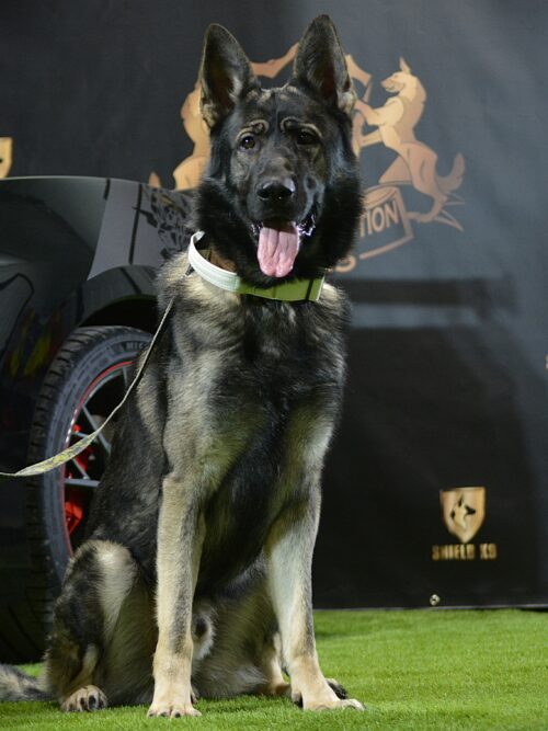 K9 Francis
