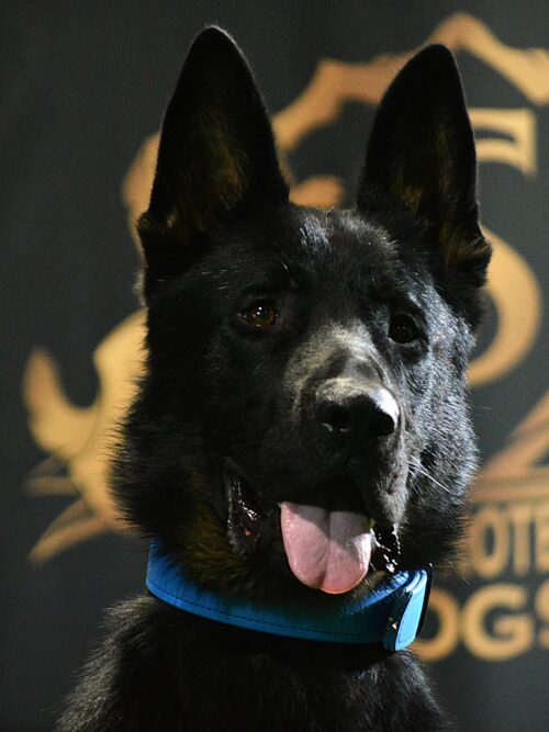 K9 Scar