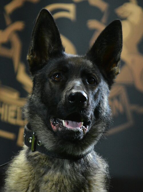 K9 Dior