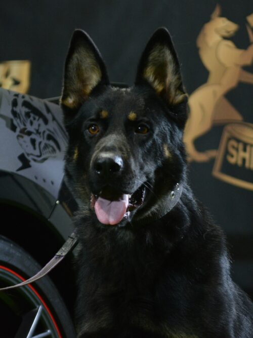 K9 Zorro
