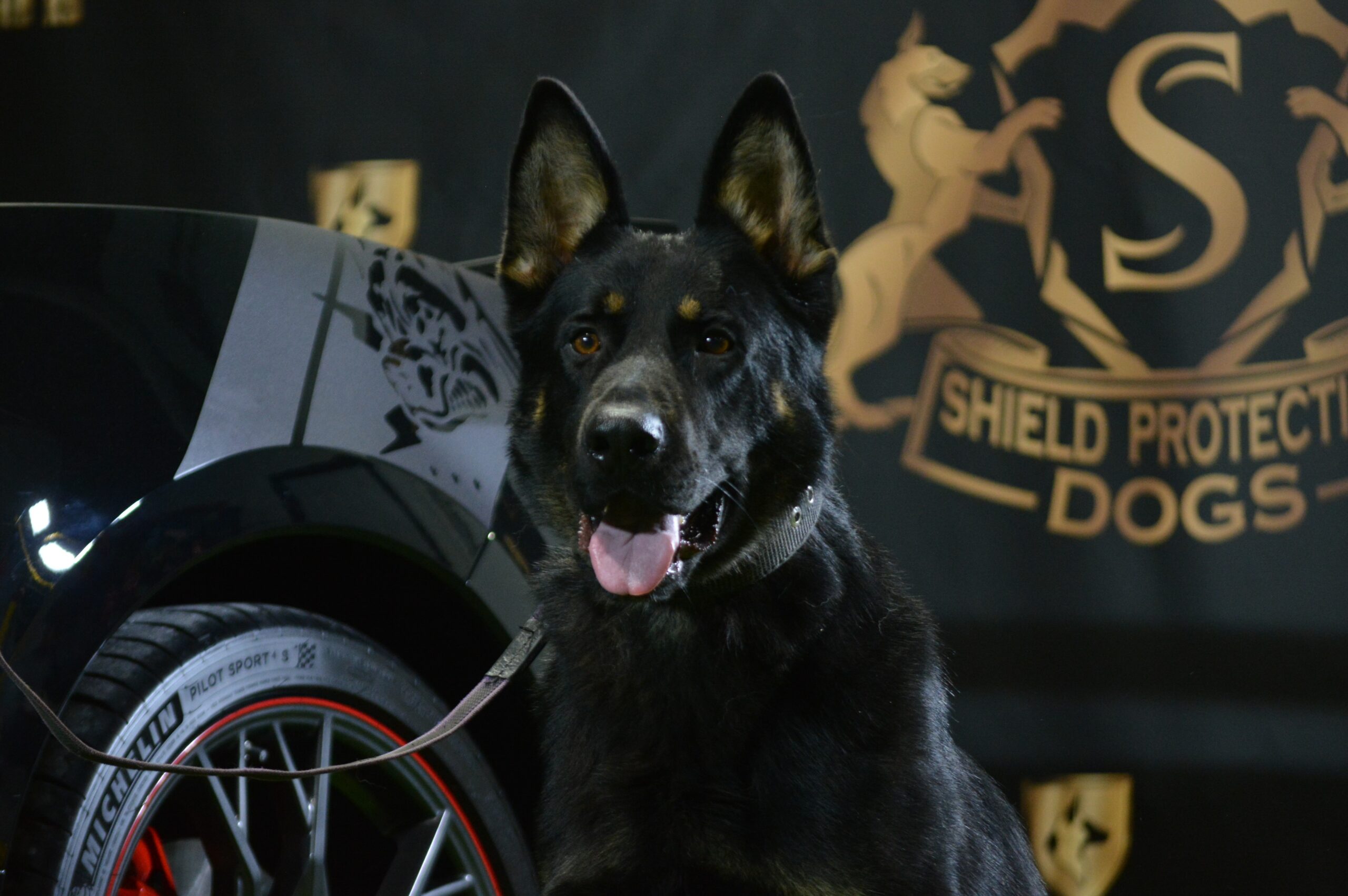 K9 Zorro