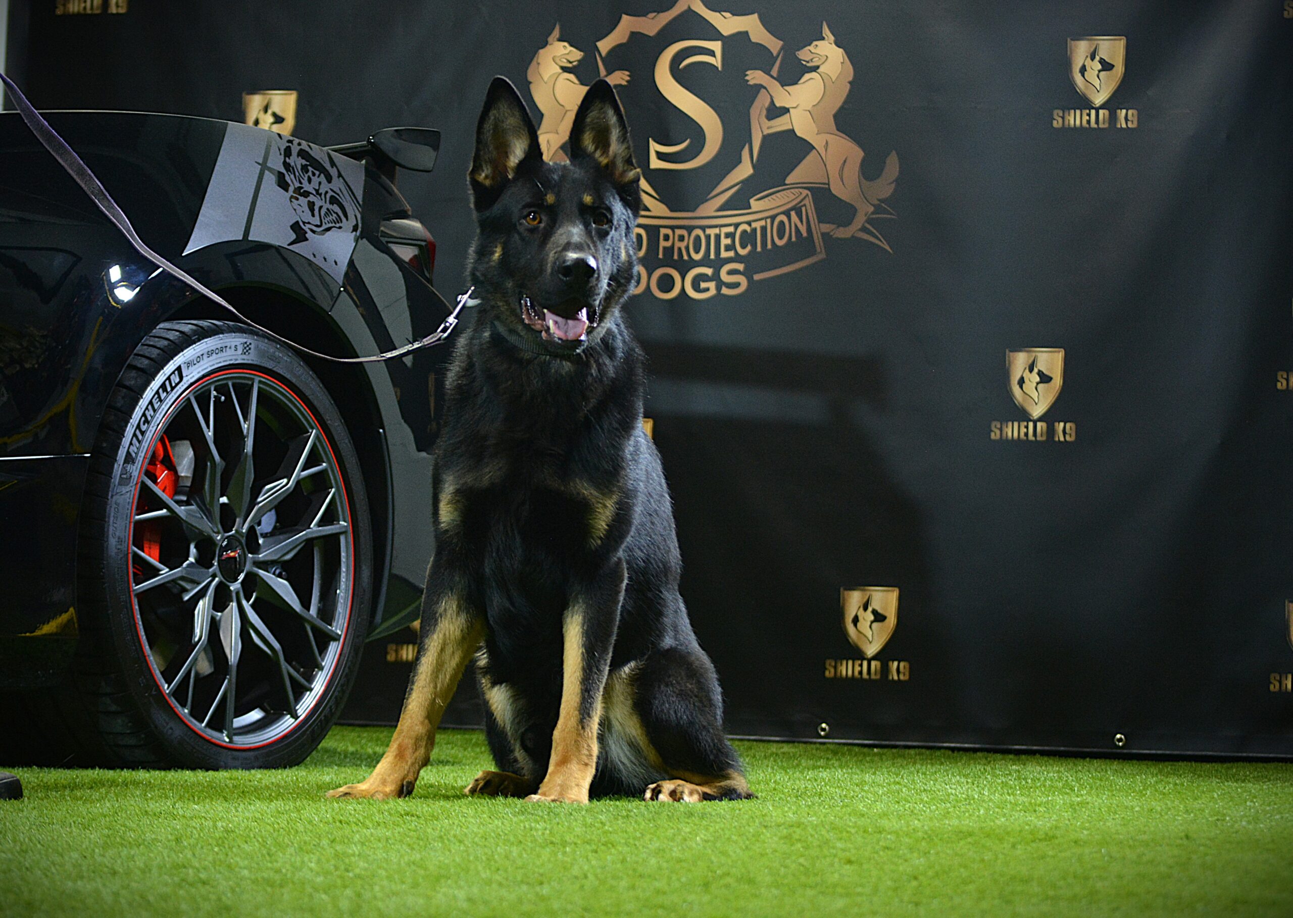 K9 Zorro - Image 3