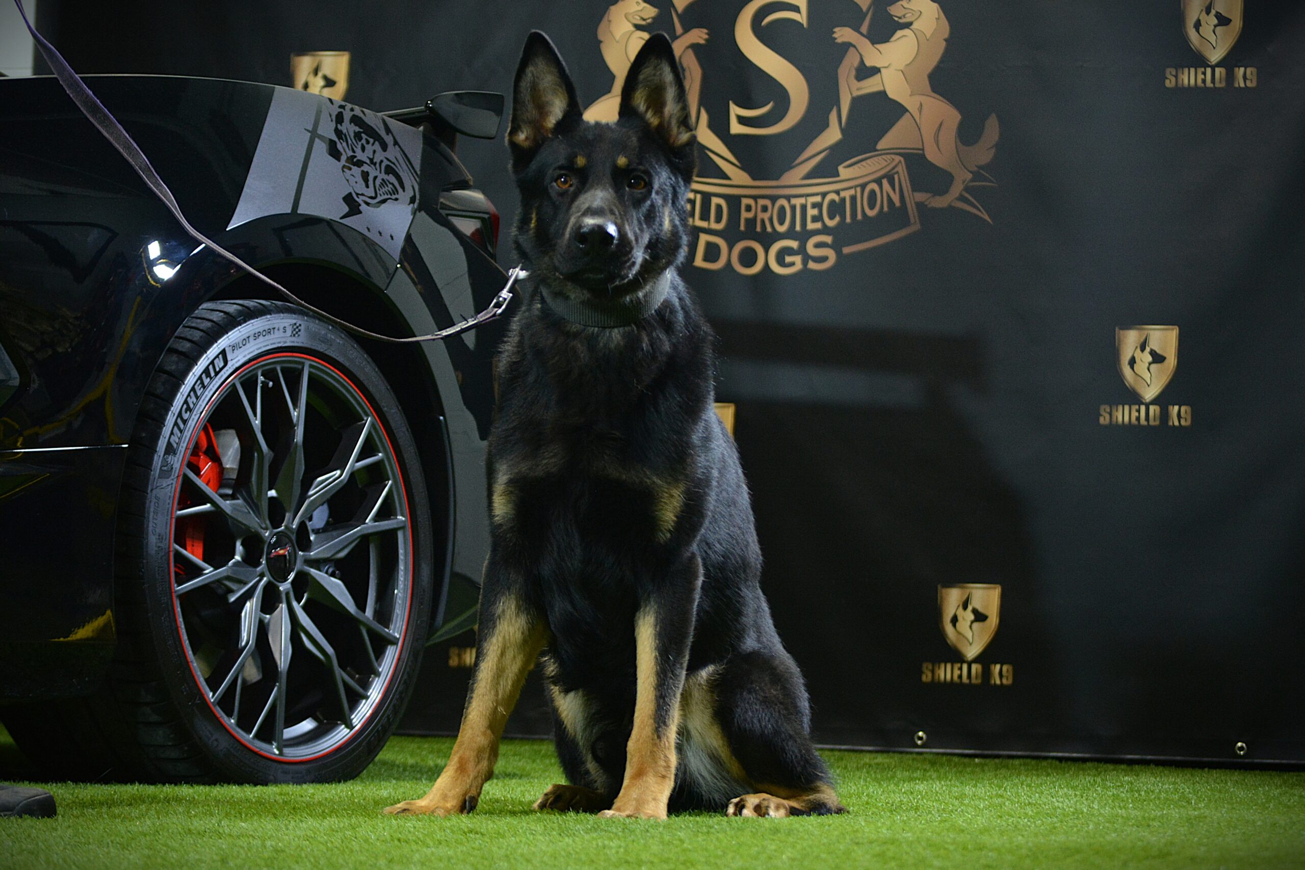 K9 Zorro - Image 4
