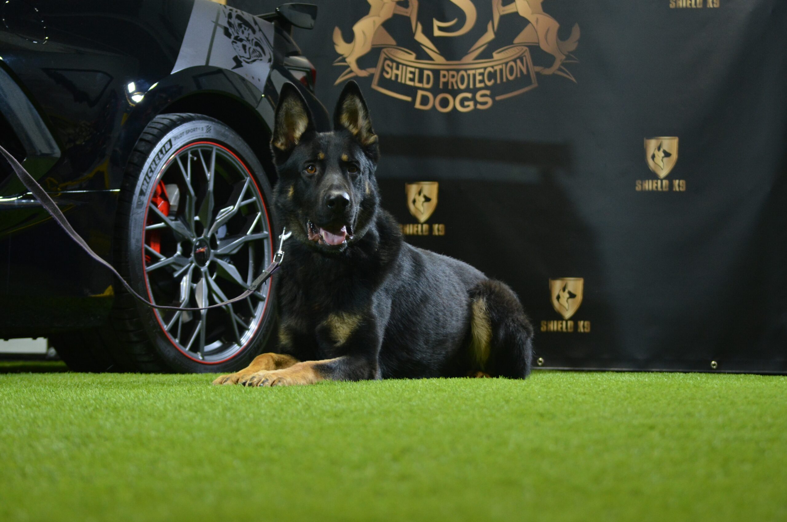 K9 Zorro - Image 6