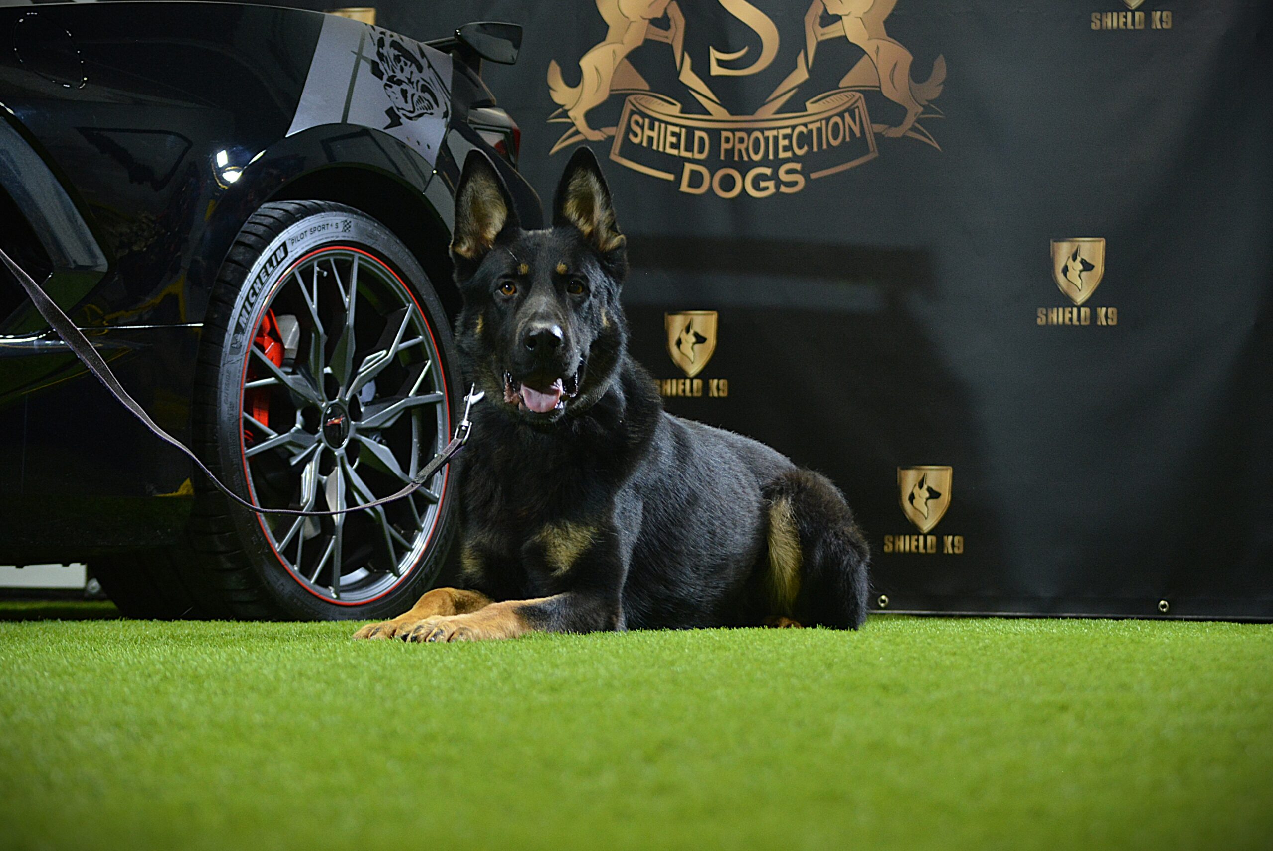 K9 Zorro - Image 2