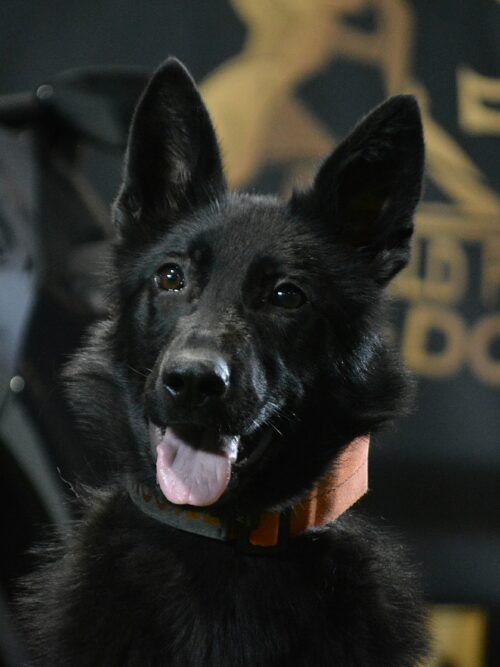 K9 Ice