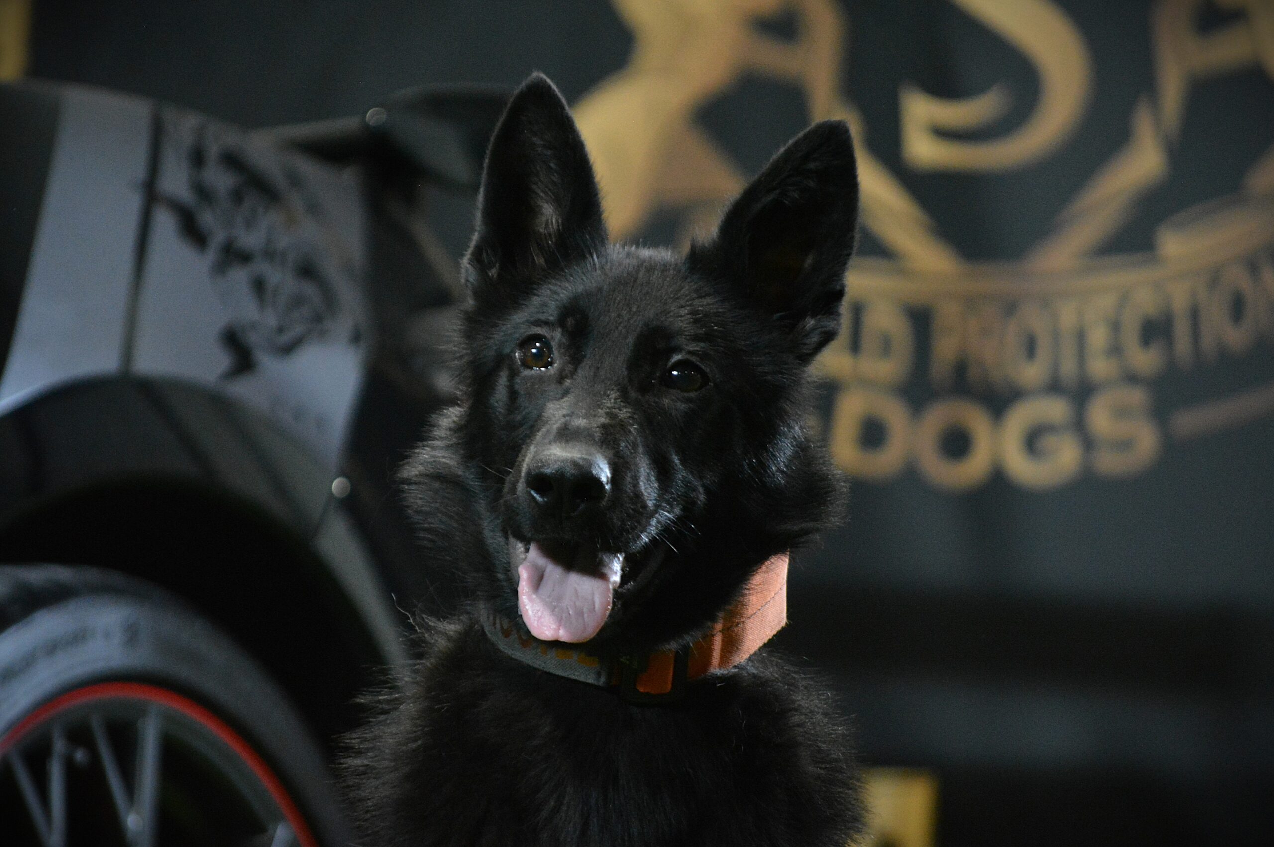 K9 Ice