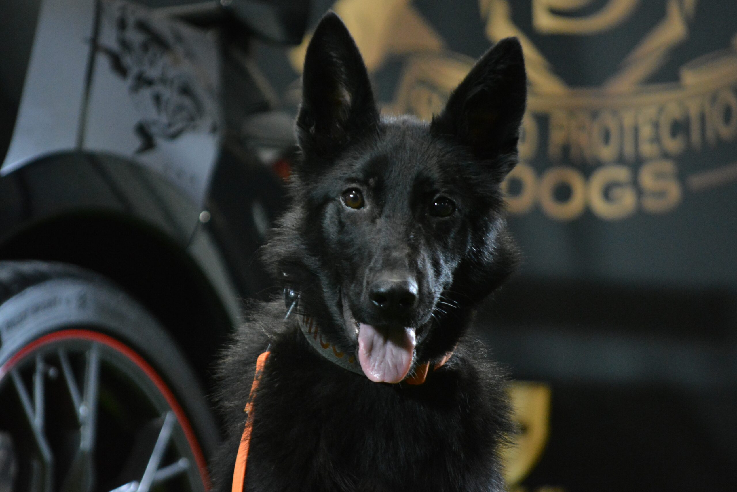 K9 Ice - Image 8