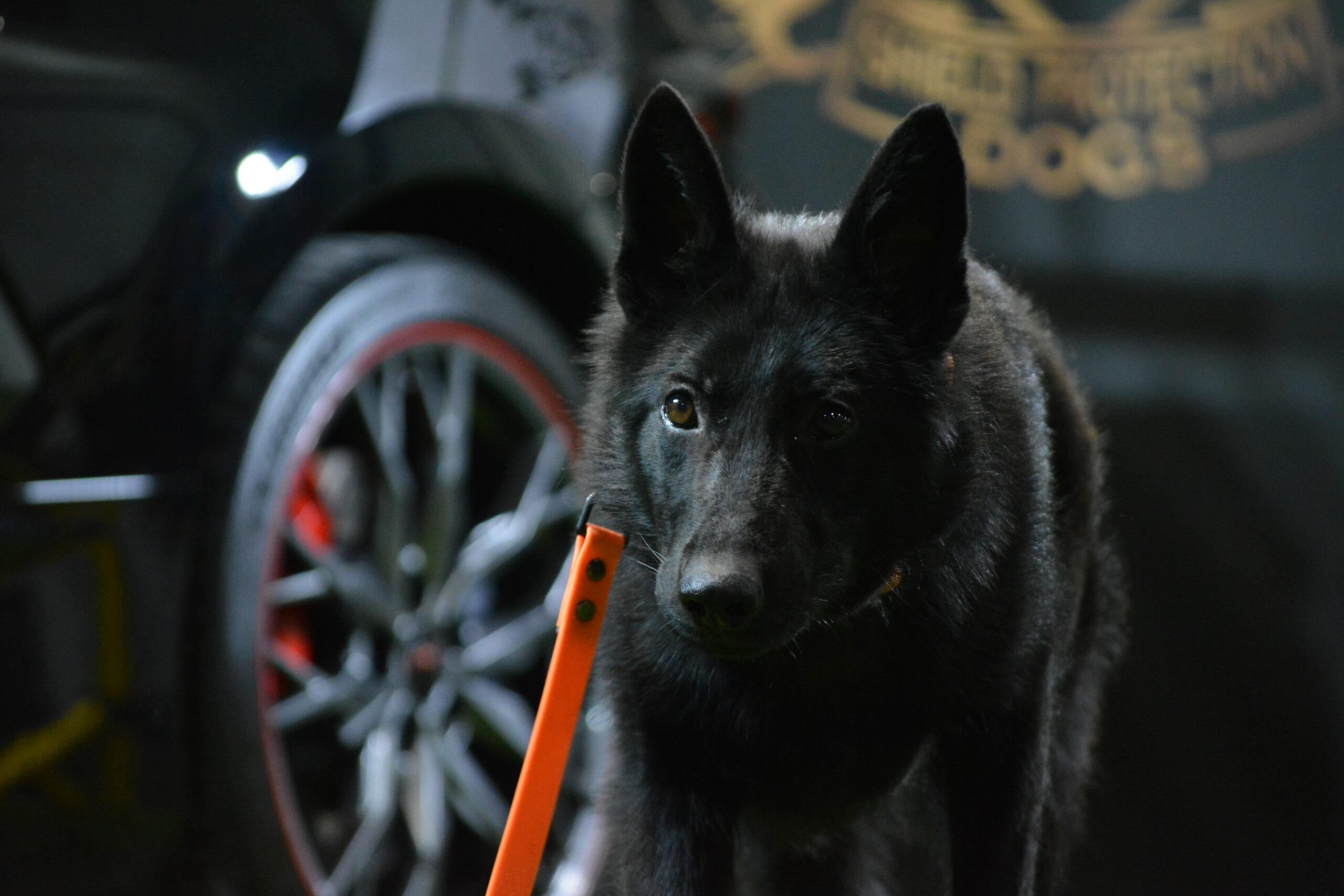 K9 Ice - Image 7