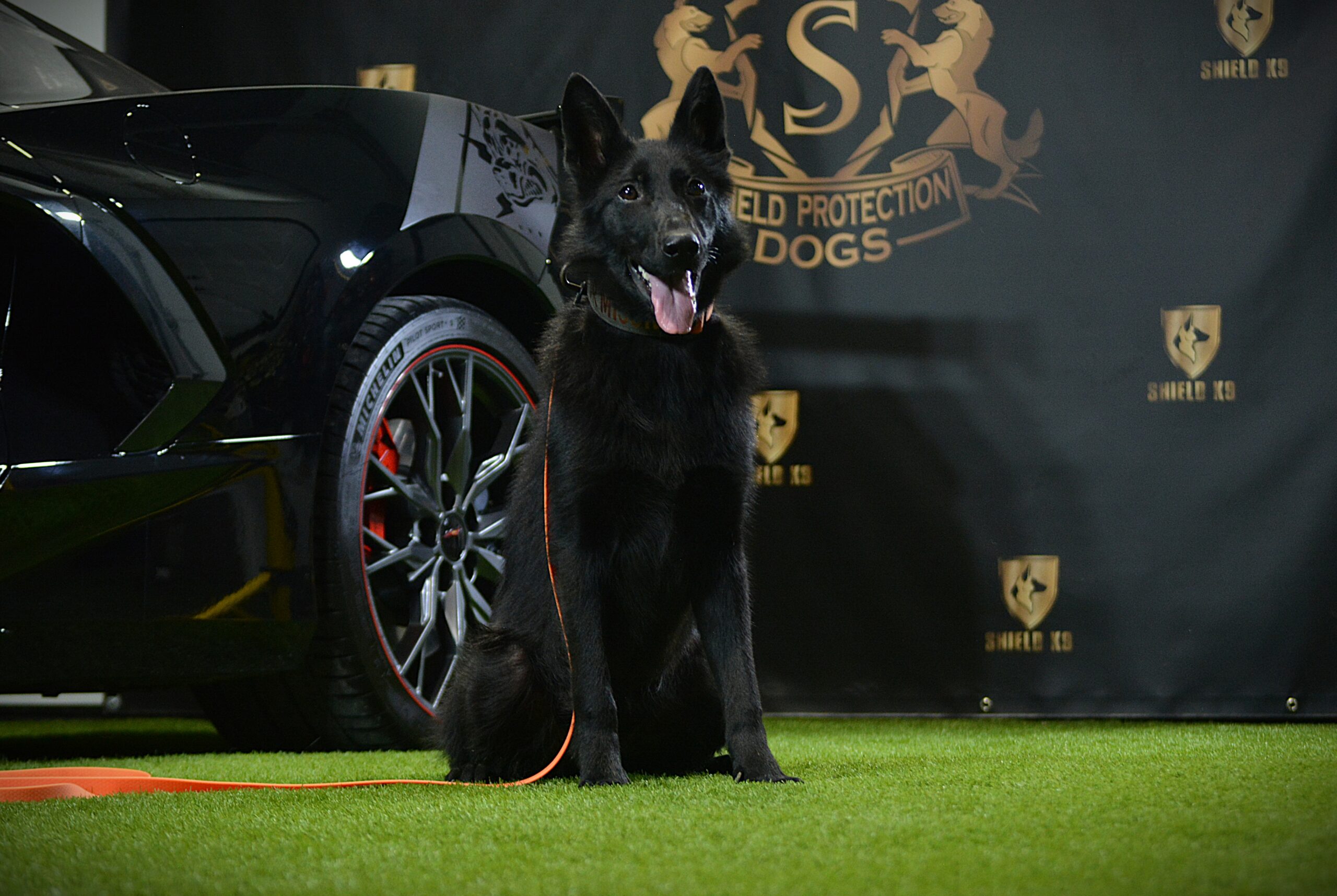 K9 Ice - Image 6