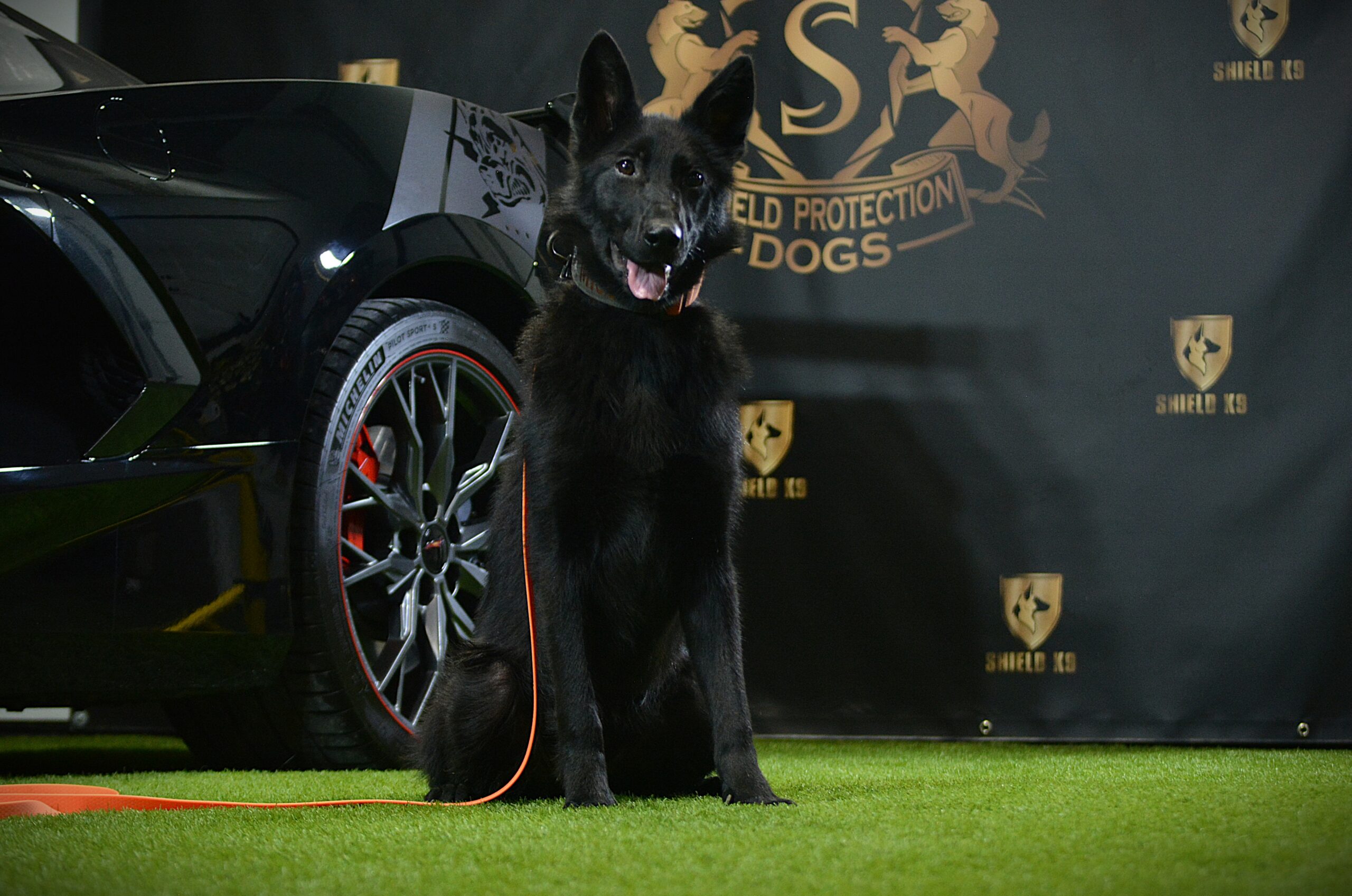 K9 Ice - Image 5