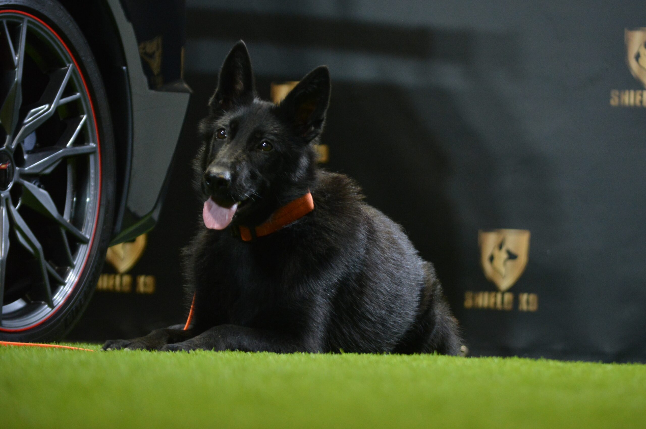 K9 Ice - Image 9