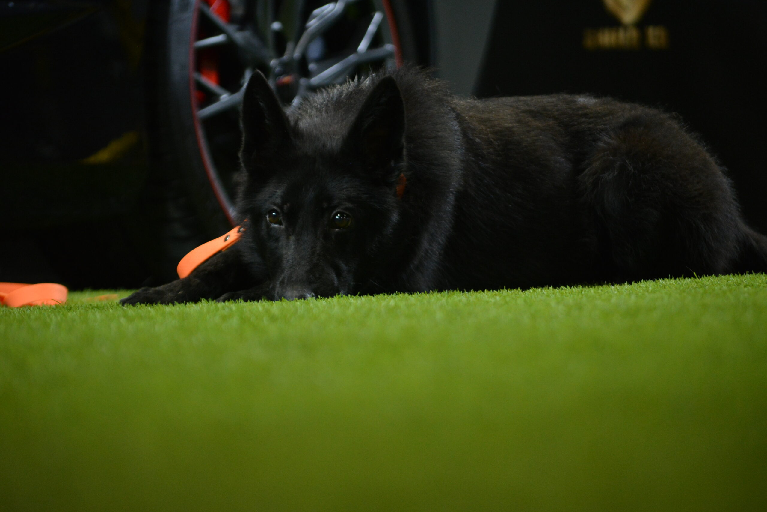 K9 Ice - Image 3