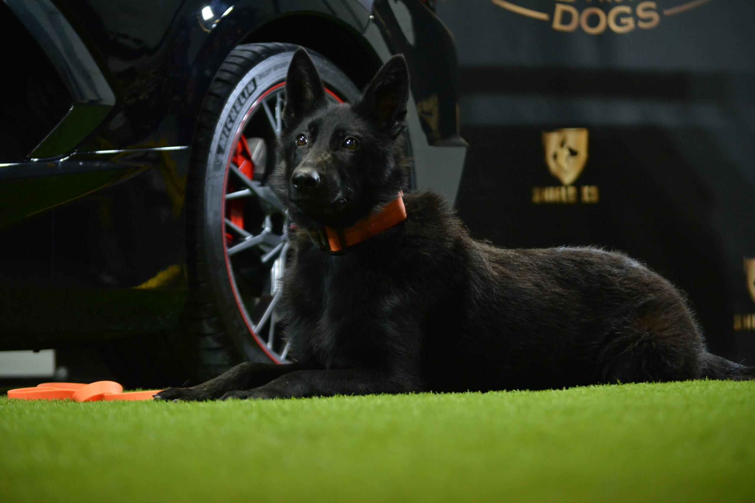 K9 Ice - Image 2