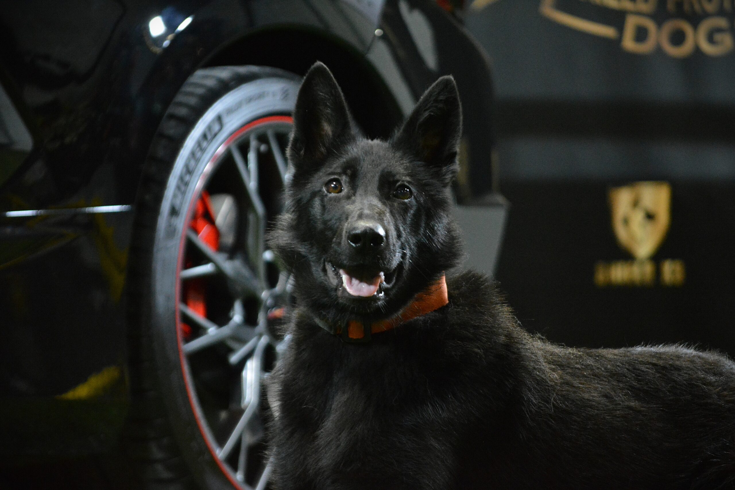 K9 Ice - Image 4