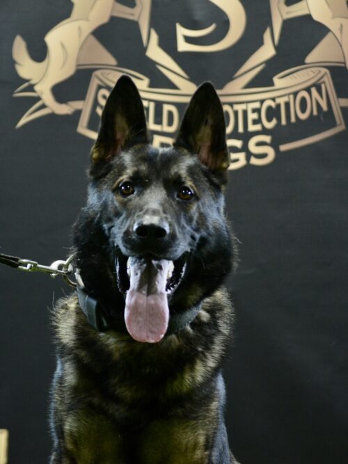 K9 Tango