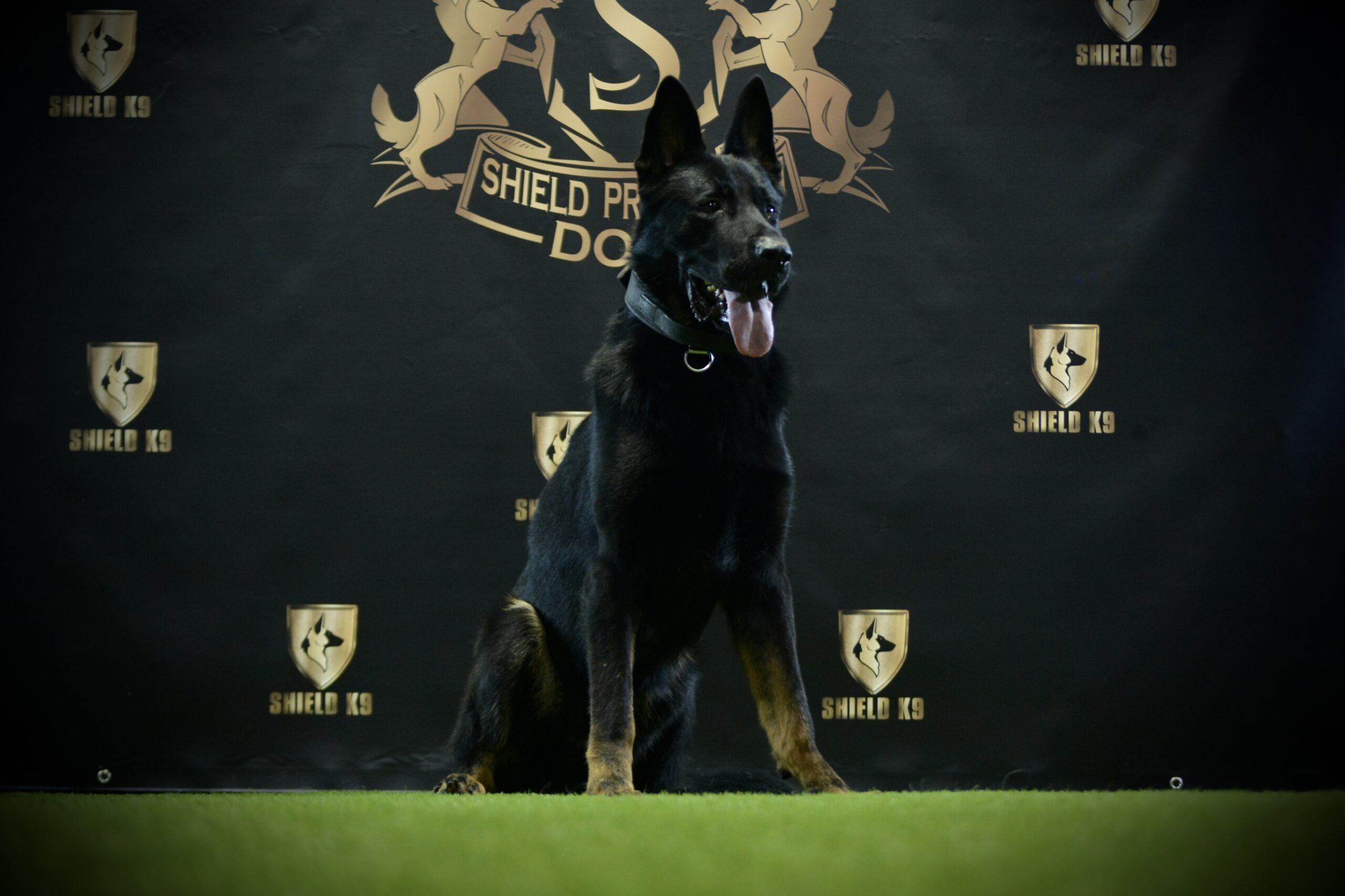 K9 Scar - Image 3