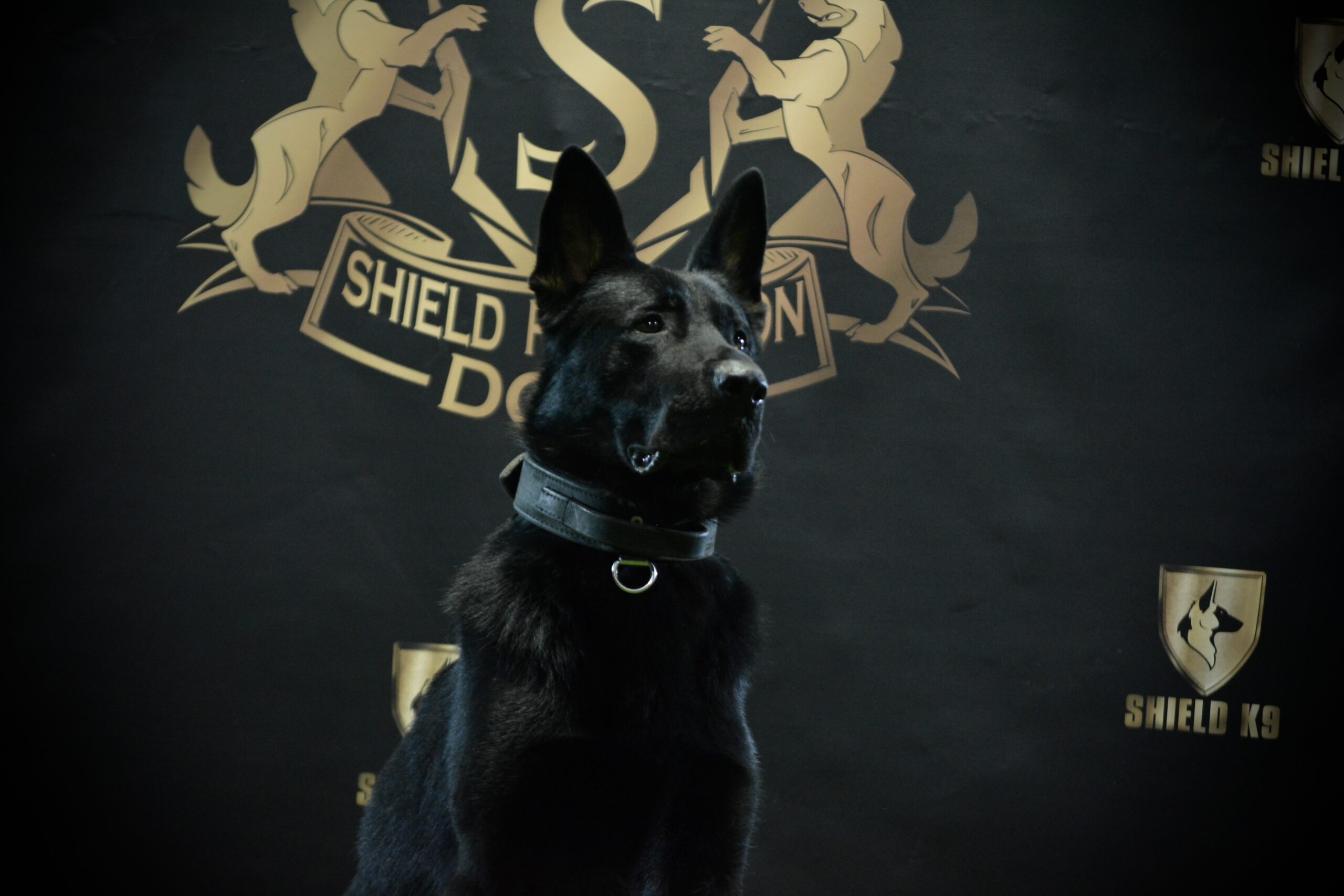K9 Scar - Image 2