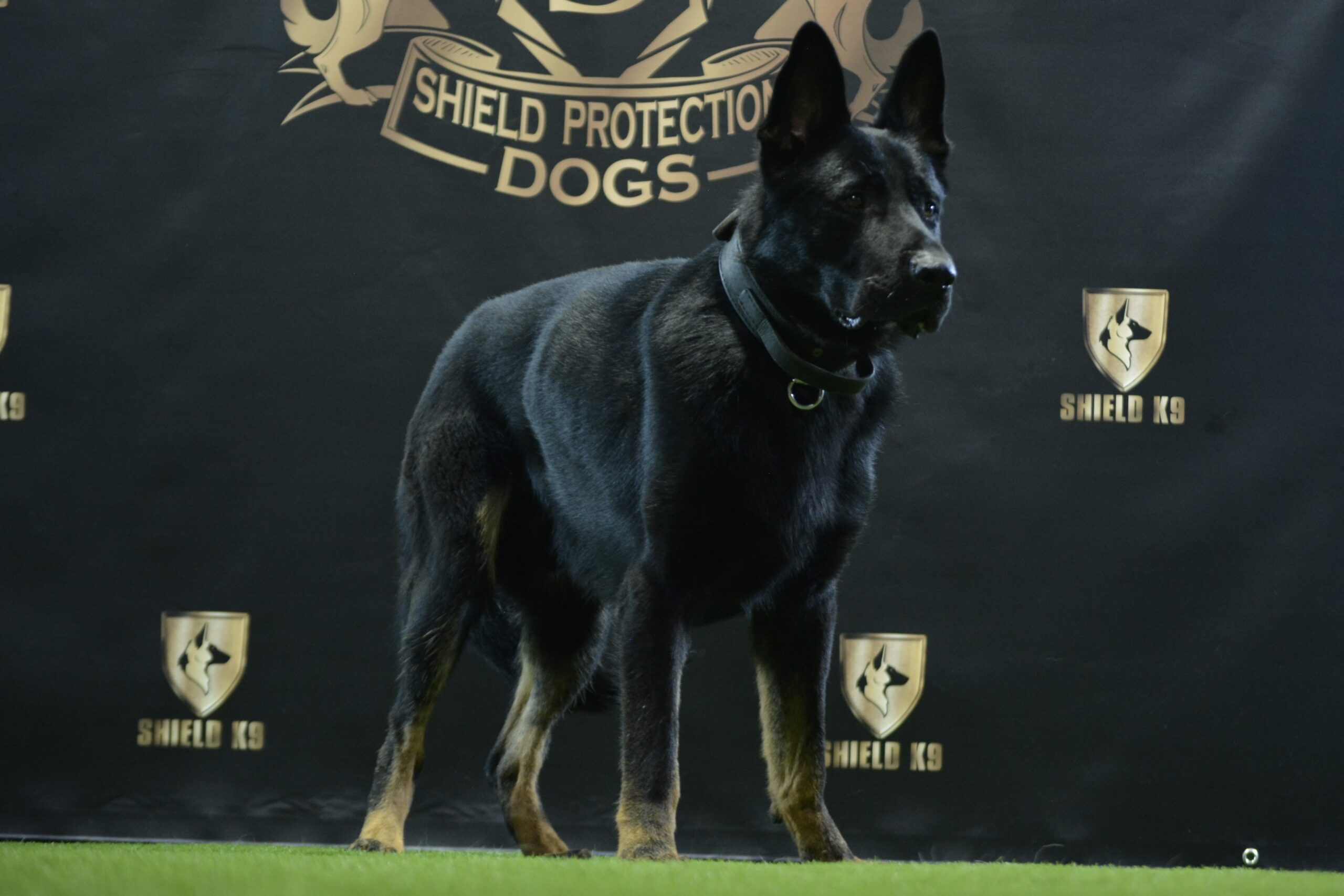 K9 Scar - Image 5