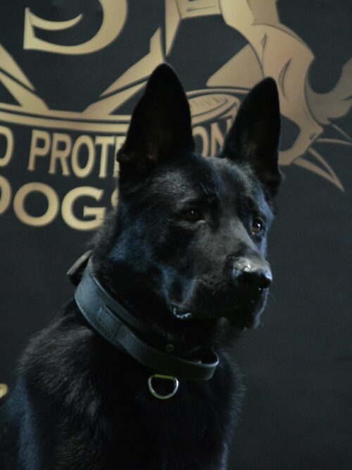 K9 Scar