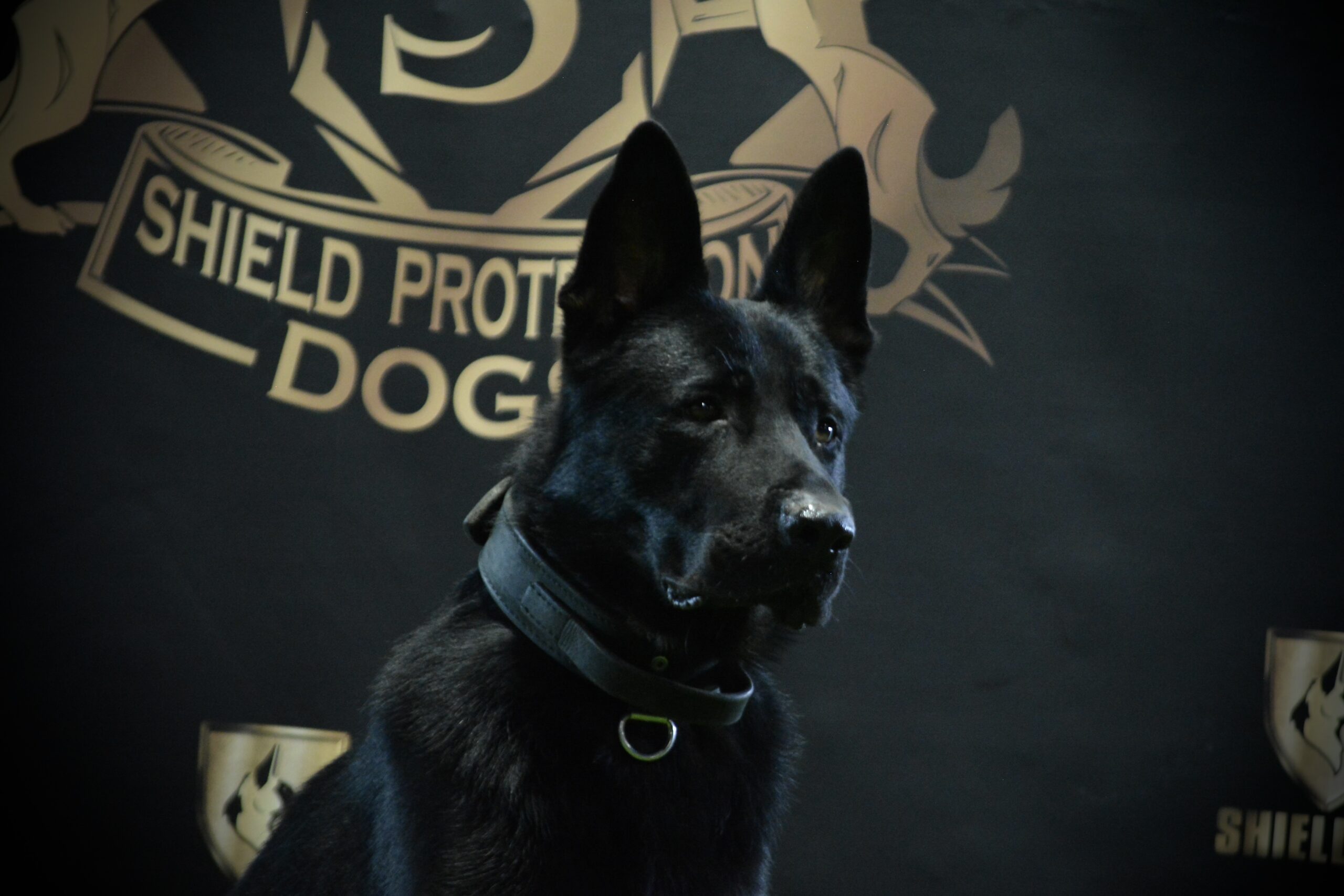 K9 Scar