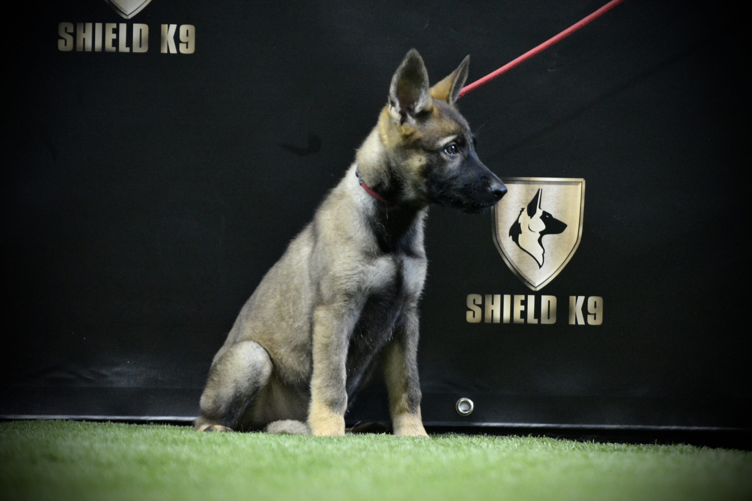Yolo vom Shield - Image 3