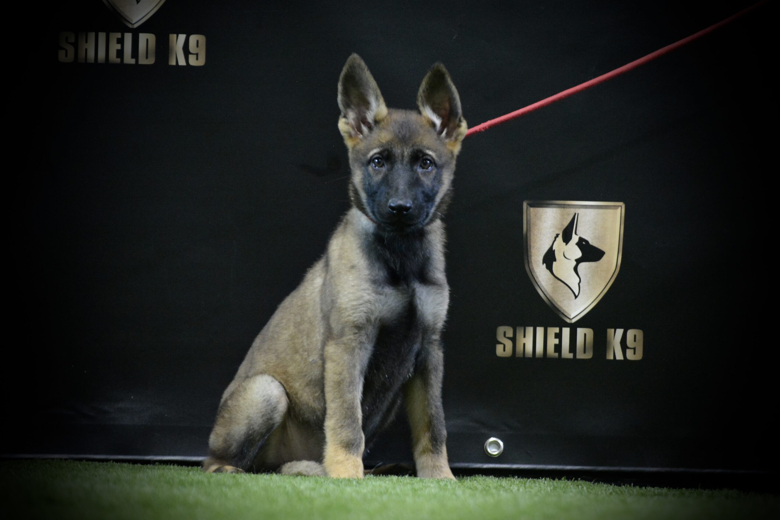 Yolo vom Shield - Image 2