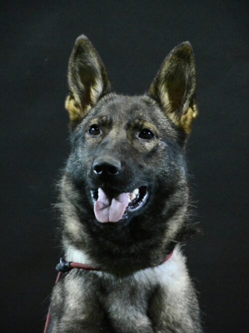 K9 Breeze - Freedom Dog